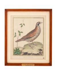 Twelve French Hand-Colored Bird Engravings — Designed and Engraved by Francois Nicolas Martinet (1731-1804); From Histoire Naturelle des Oiseaux by George-Louis Marie Leclere, Comte de Buffon; Printed at the Imprimerie Royale, 1770-1786