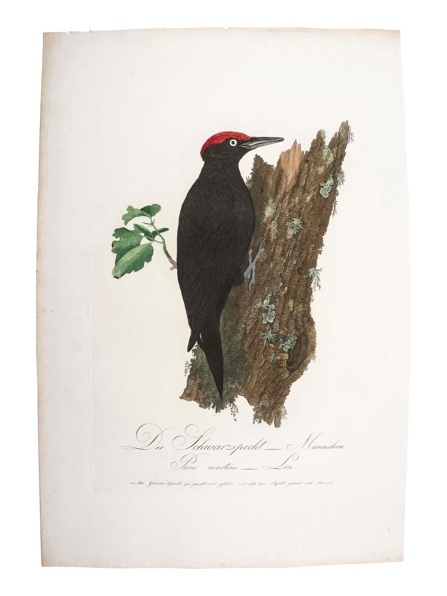 A Collection of Hand-Colored Ornithology and Entomology Engravings