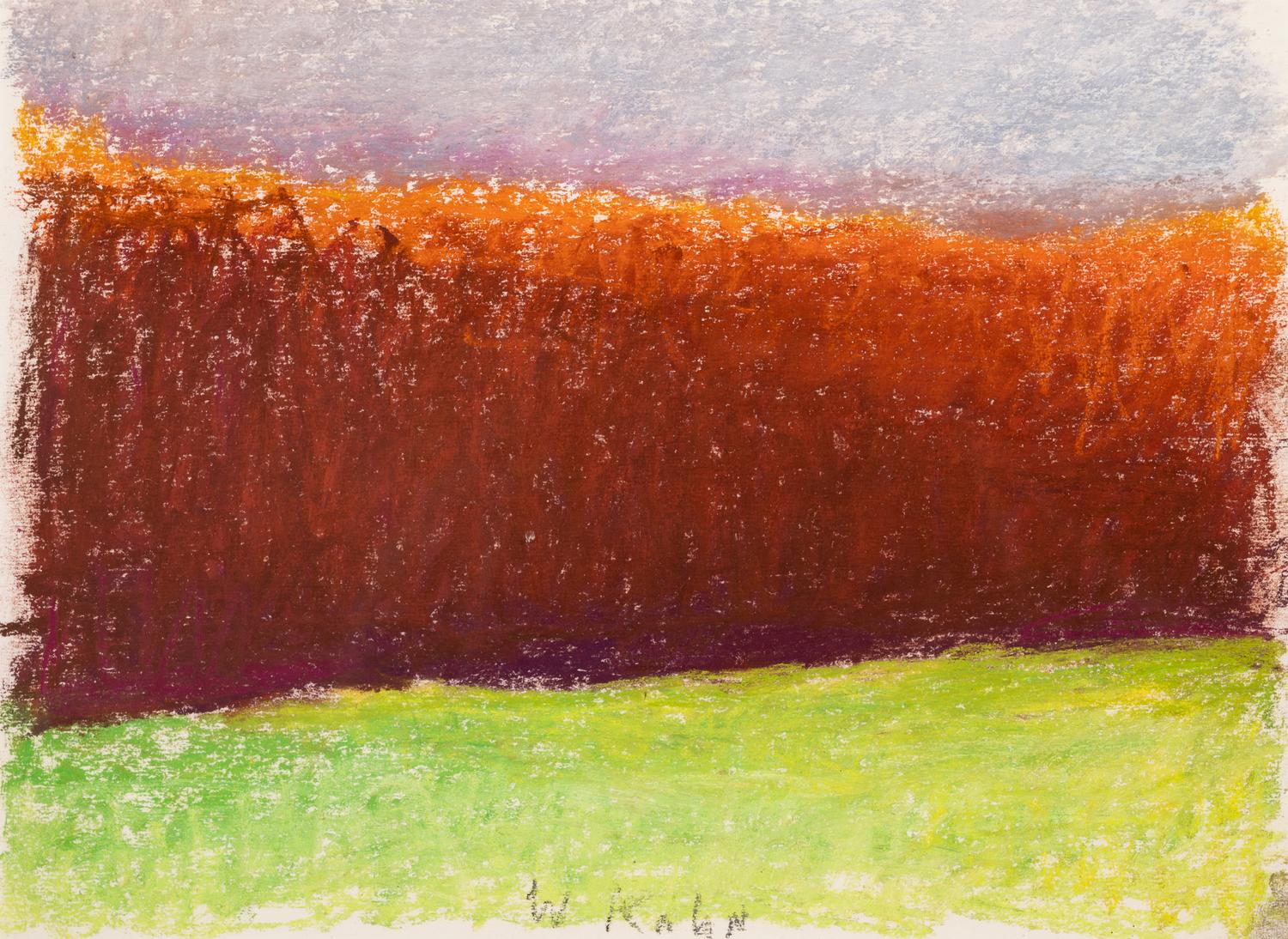 Oaks Along the Edge of a Field
