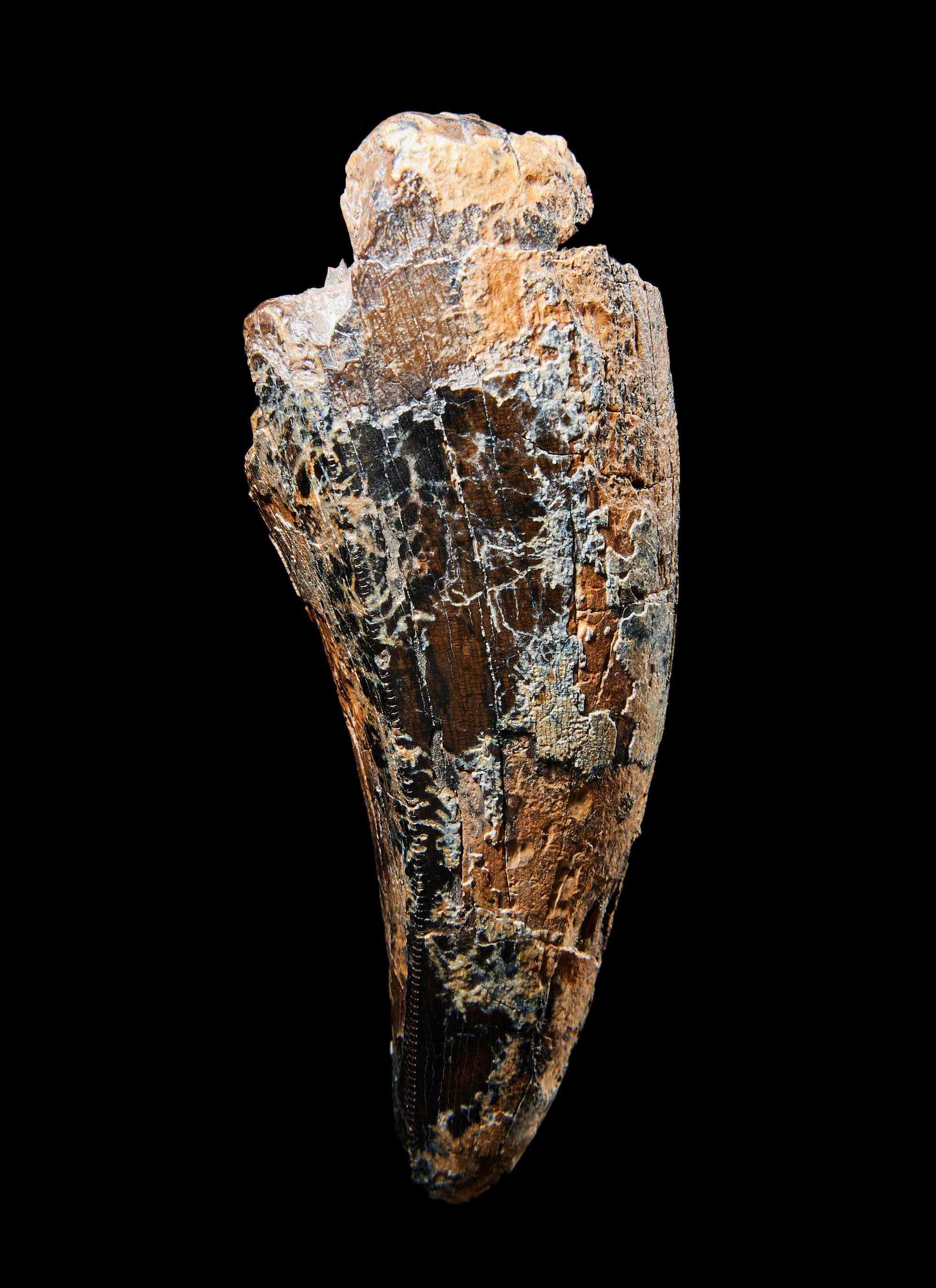 A Tyrannosaurus Rex Tooth ( Tyrannosaurus rex)