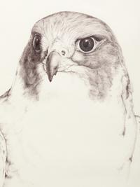 Falcon Crest