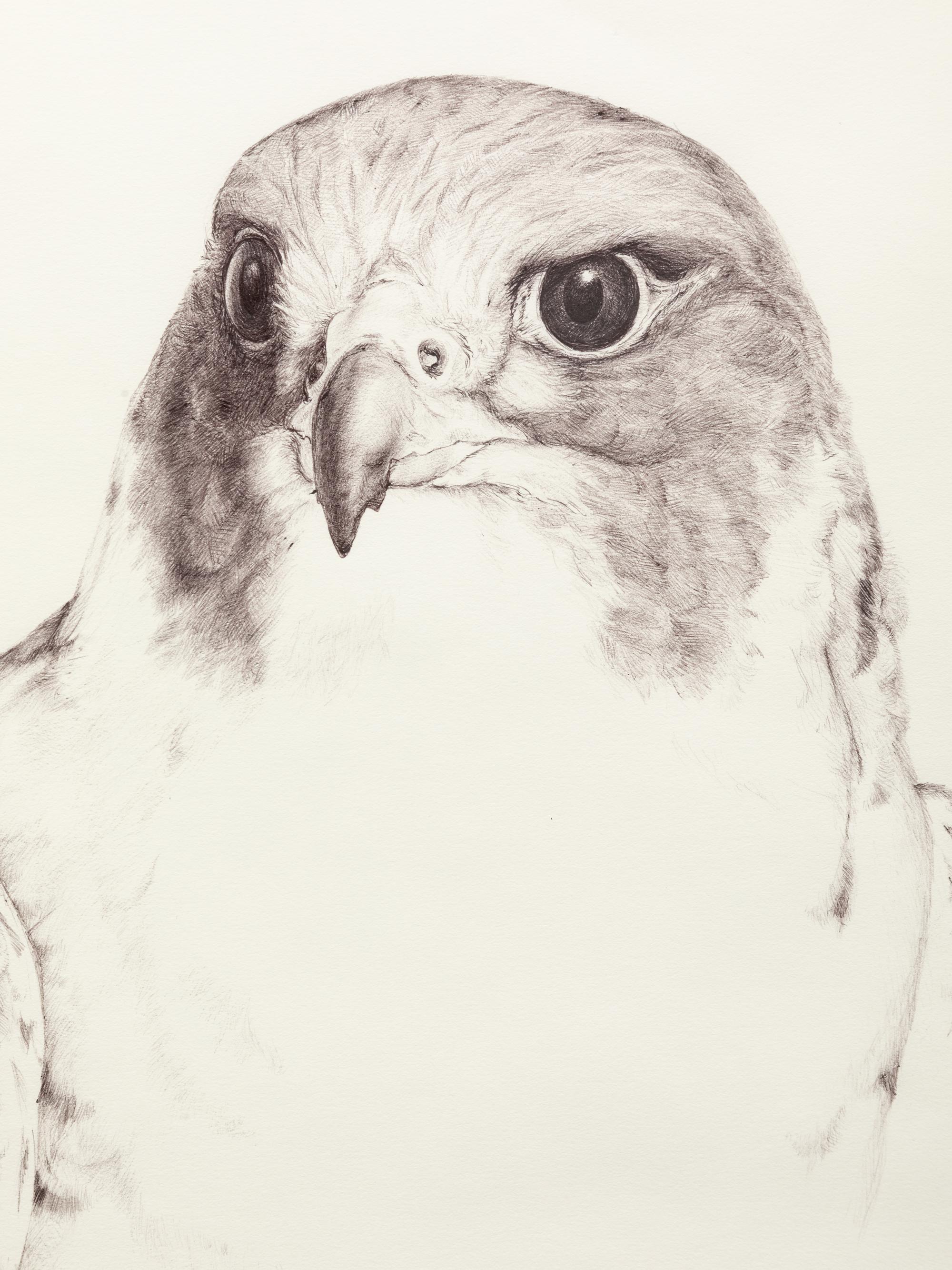 Falcon Crest