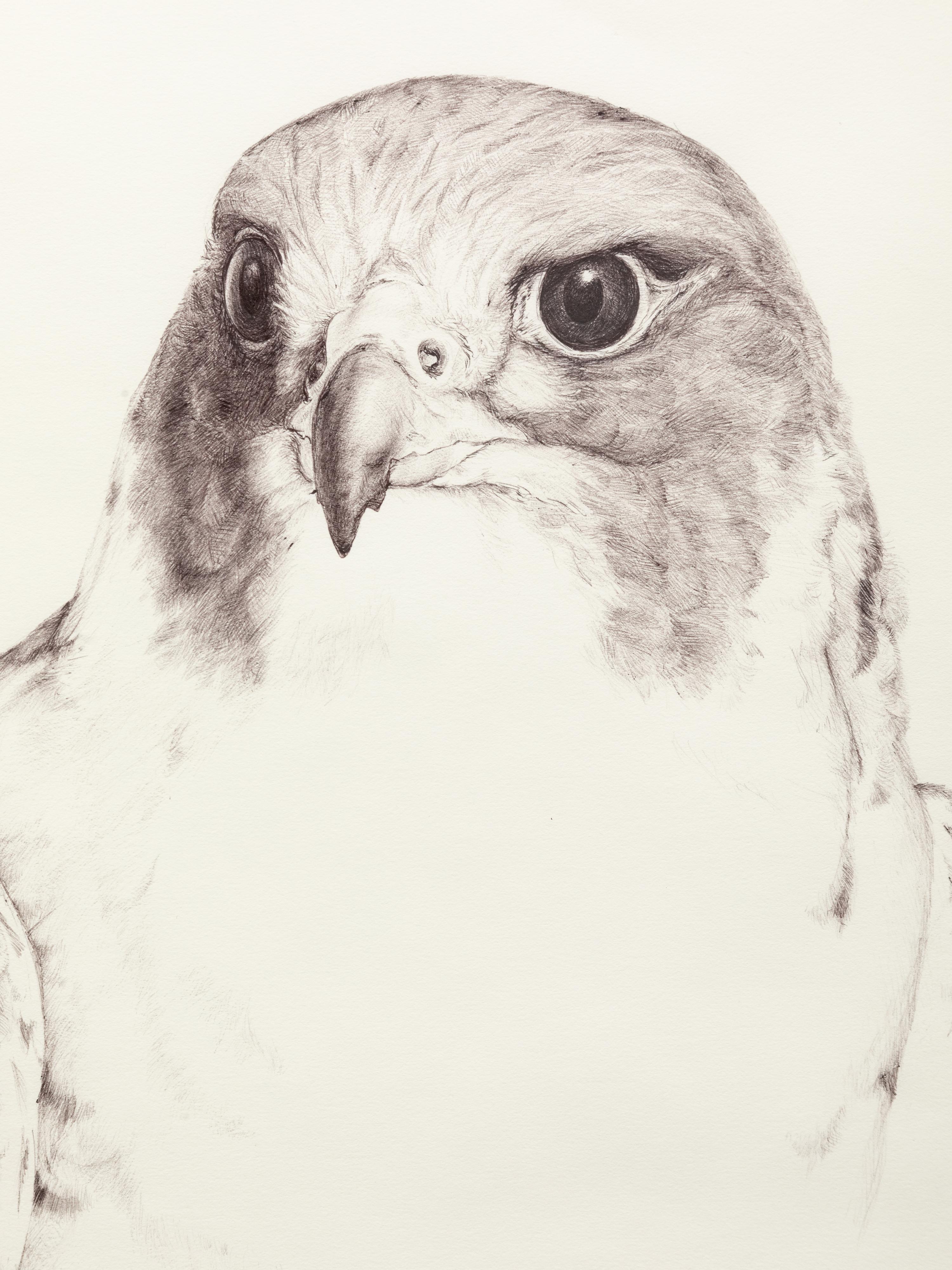 Falcon Crest
