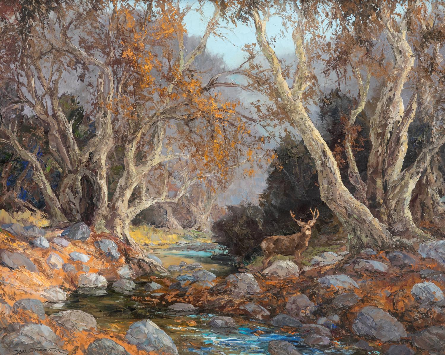 Mule Deer Along Sycamore Creek