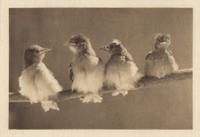 A Study of Natural History (from Camera Work ); published January 1903