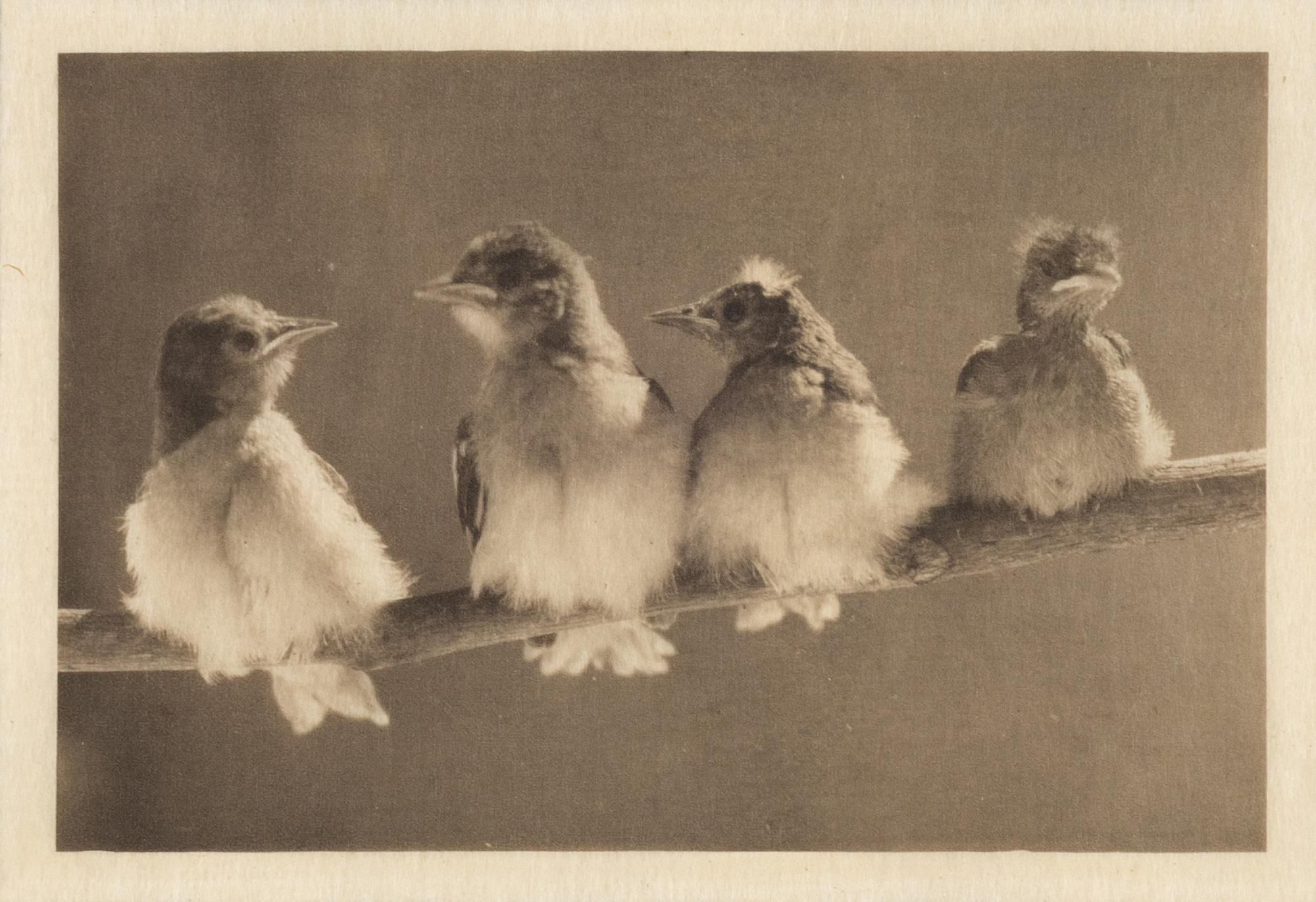 A Study of Natural History (from Camera Work ); published January 1903
