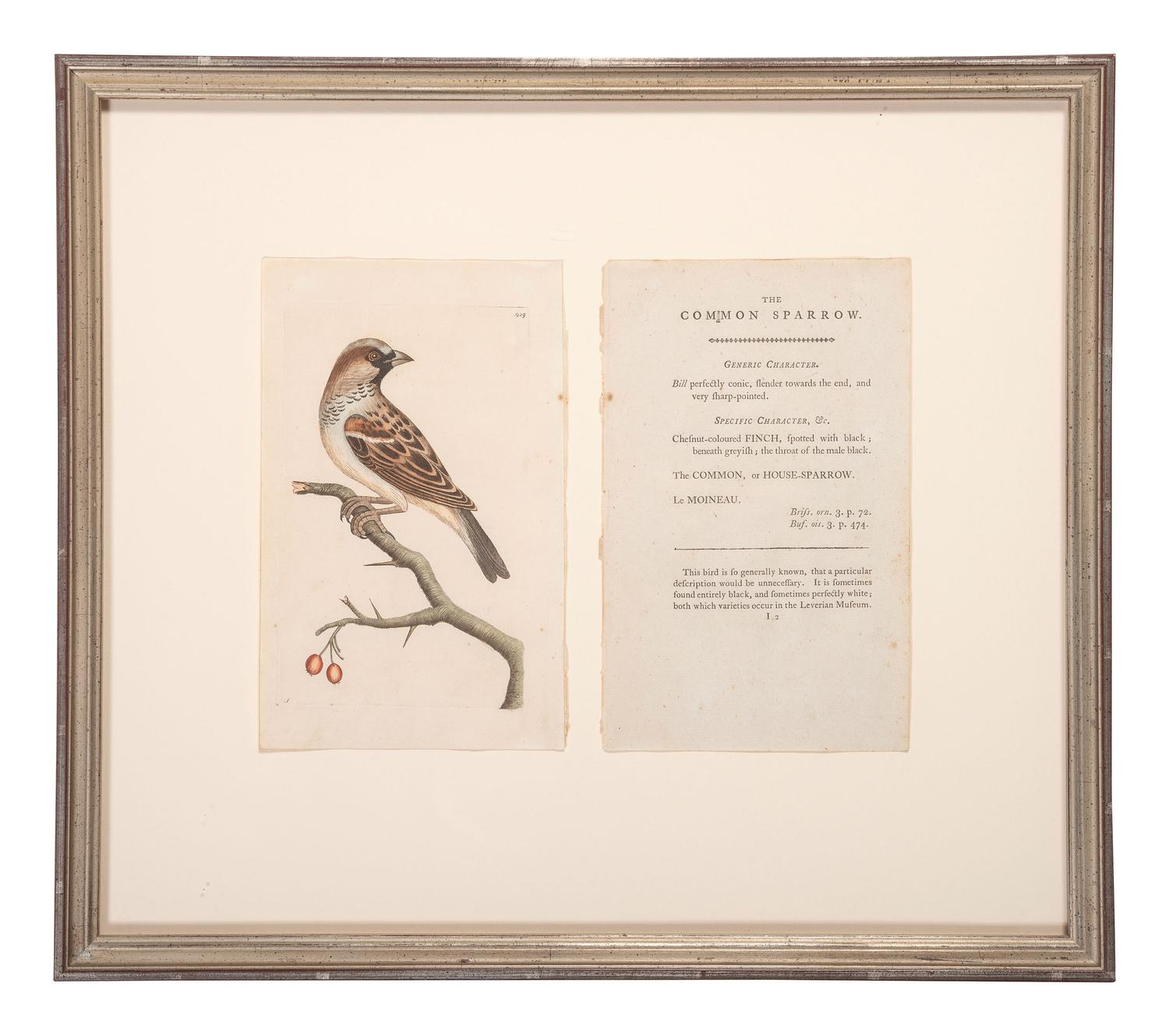 Eight Framed Avian Prints