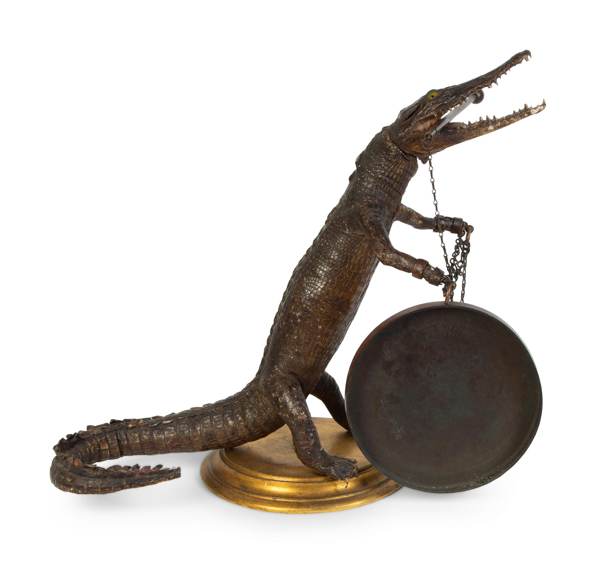 A Taxidermy Cayman Crocodile with Gong — 20TH CENTURY