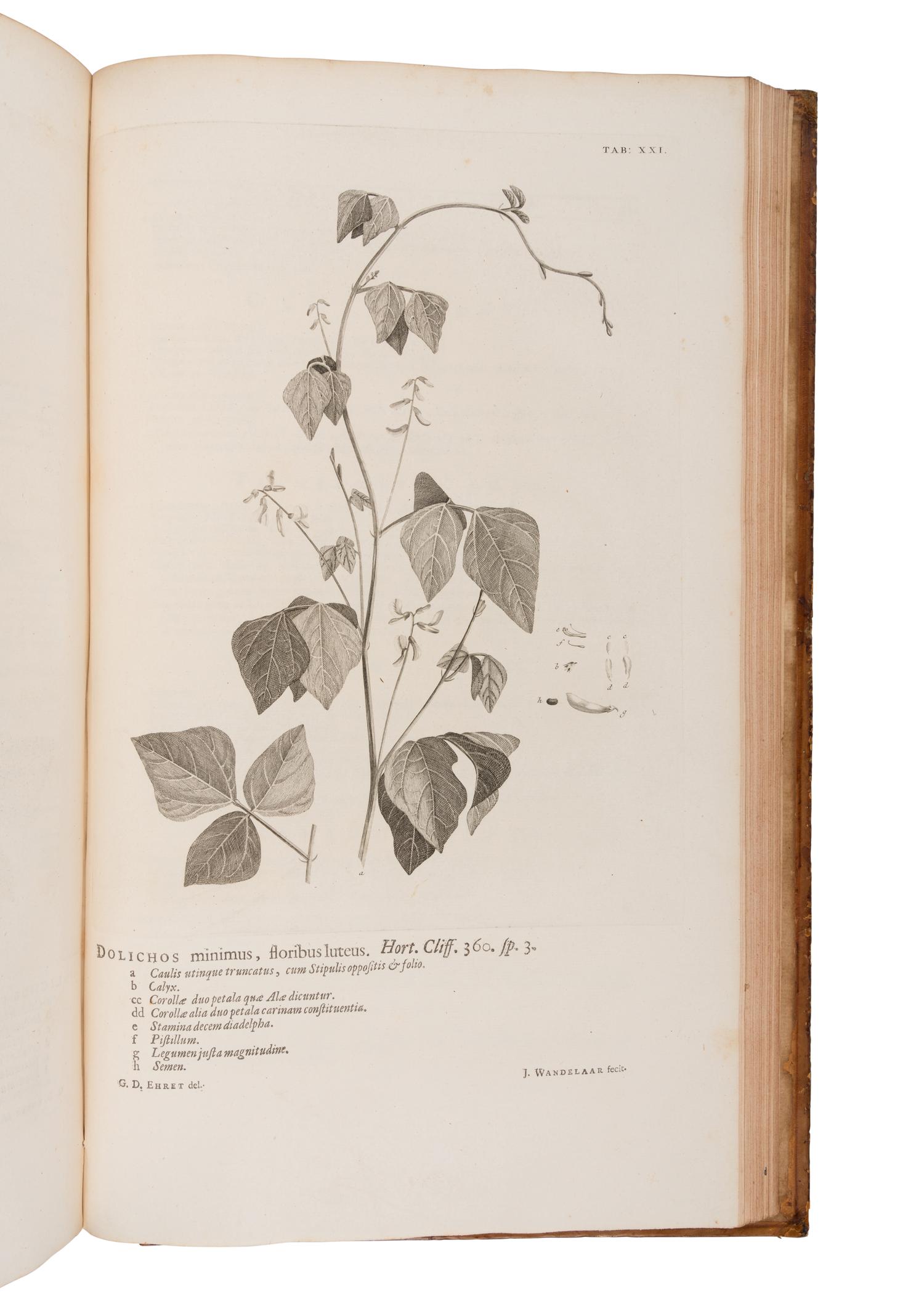 LINNAEUS, Carolus (1707-1778). Hortus cliffortianus . Amsterdam: 1737 [i.e. 1738].