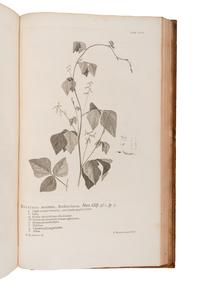 LINNAEUS, Carolus (1707-1778). Hortus cliffortianus . Amsterdam: 1737 [i.e. 1738].