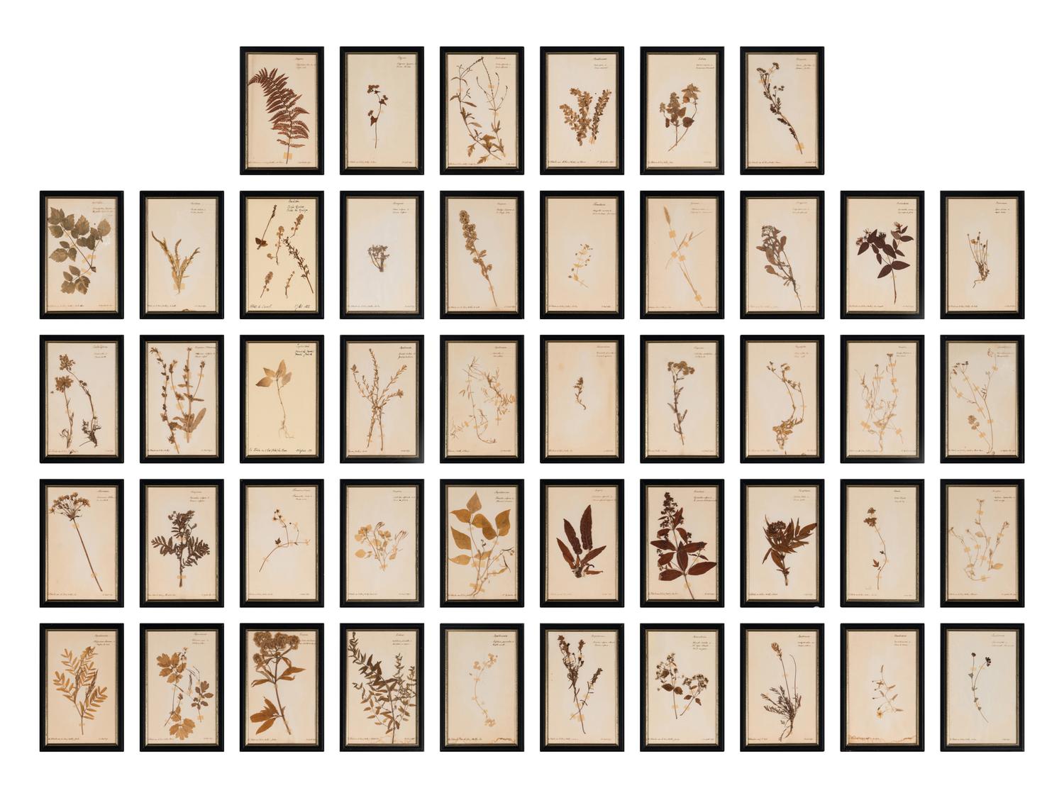 A Set of Forty-Six French Framed Botanical Specimens