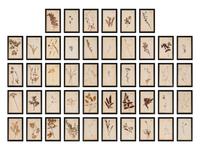 A Set of Forty-Six French Framed Botanical Specimens