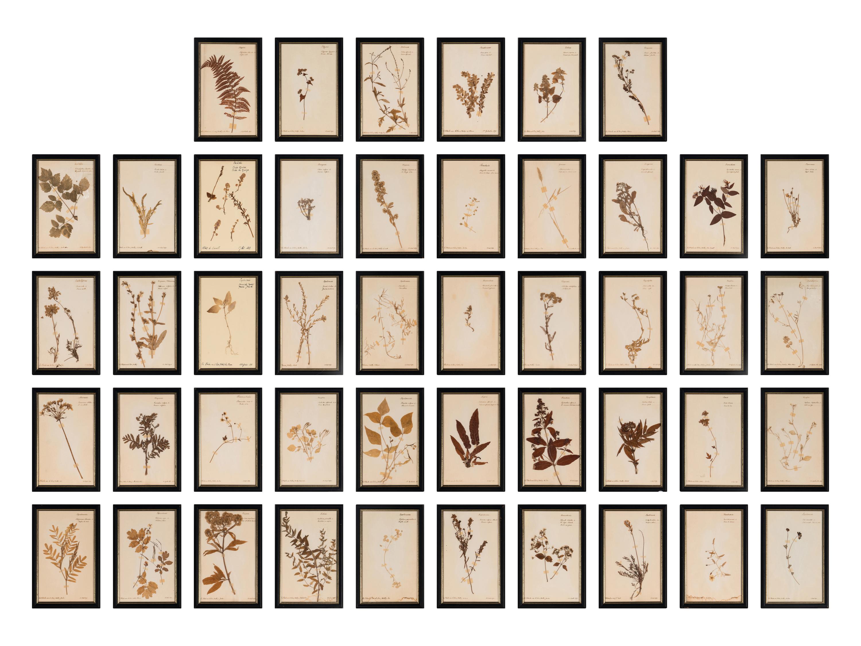 A Set of Forty-Six French Framed Botanical Specimens