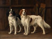 English Setters