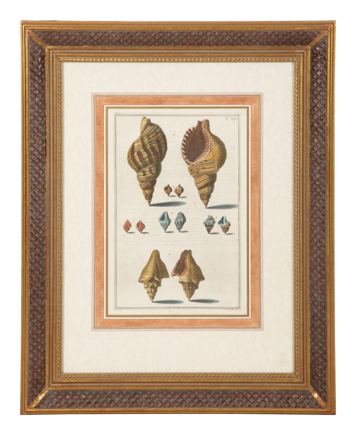 Nine Trowbridge Color Prints Depicting Sea Shells in Giltwood Frames — 20th Century