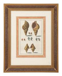 Nine Trowbridge Color Prints Depicting Sea Shells in Giltwood Frames — 20th Century