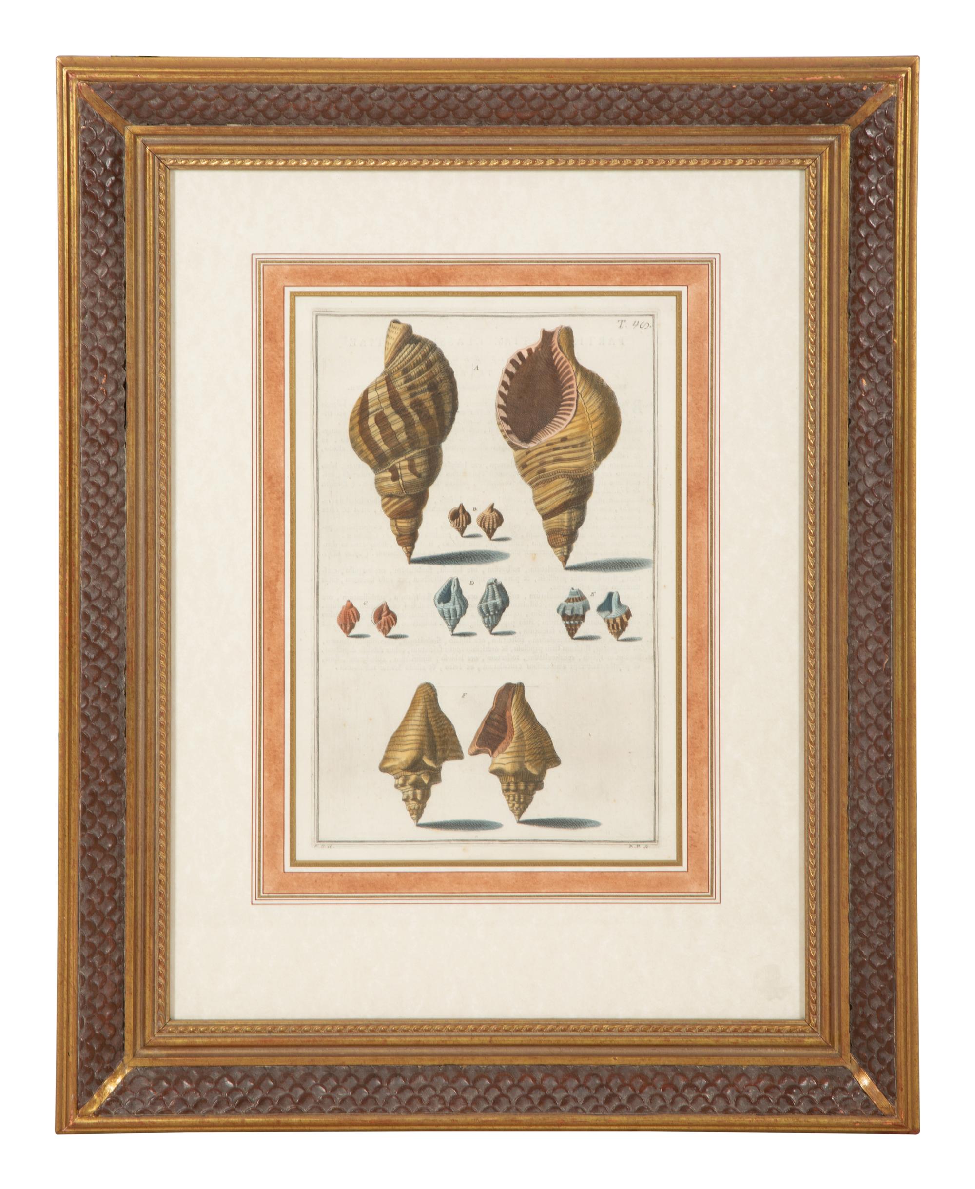 Nine Trowbridge Color Prints Depicting Sea Shells in Giltwood Frames — 20th Century