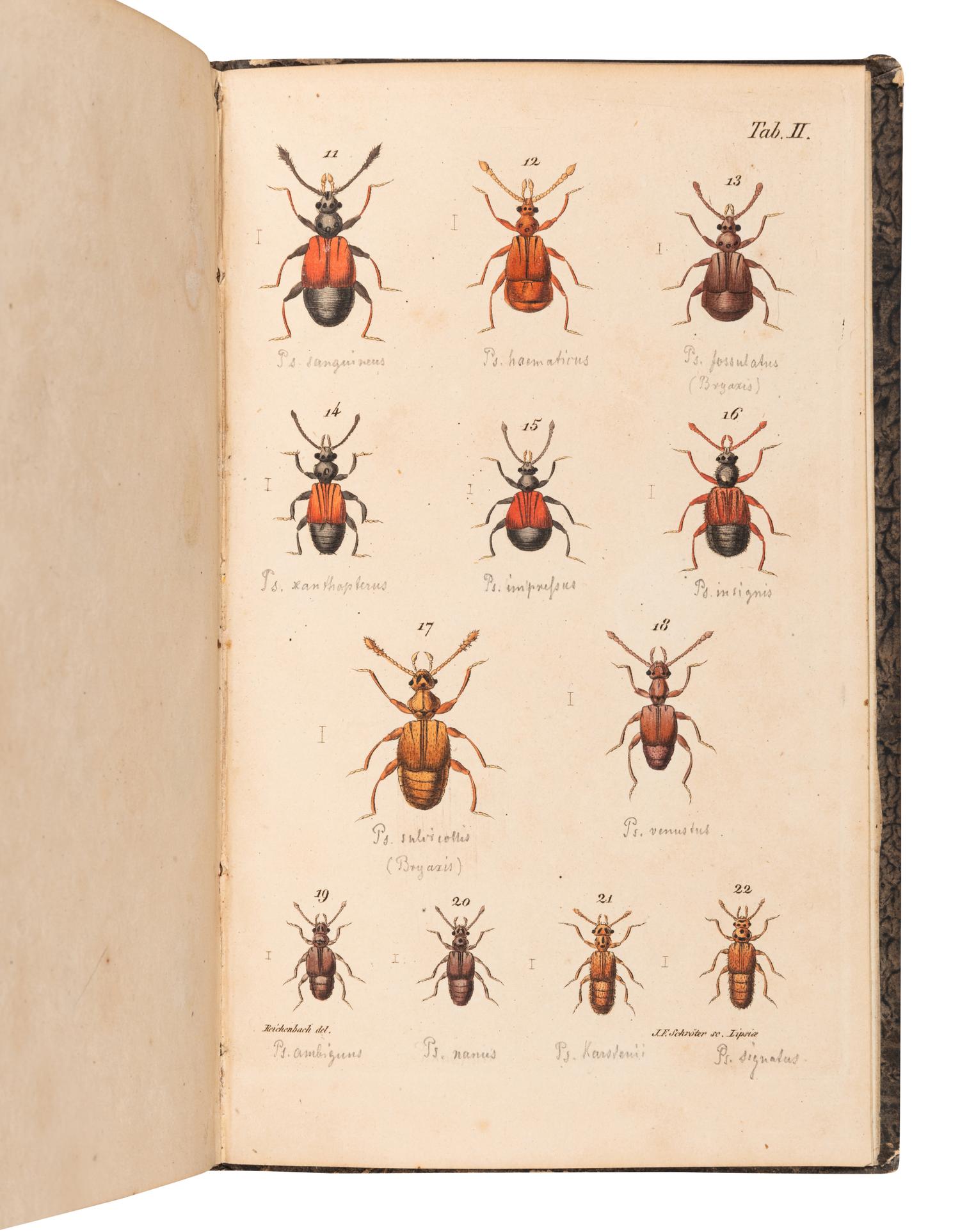 [ENTOMOLOGY & BEETLES]. A group of 47 works, comprising:
