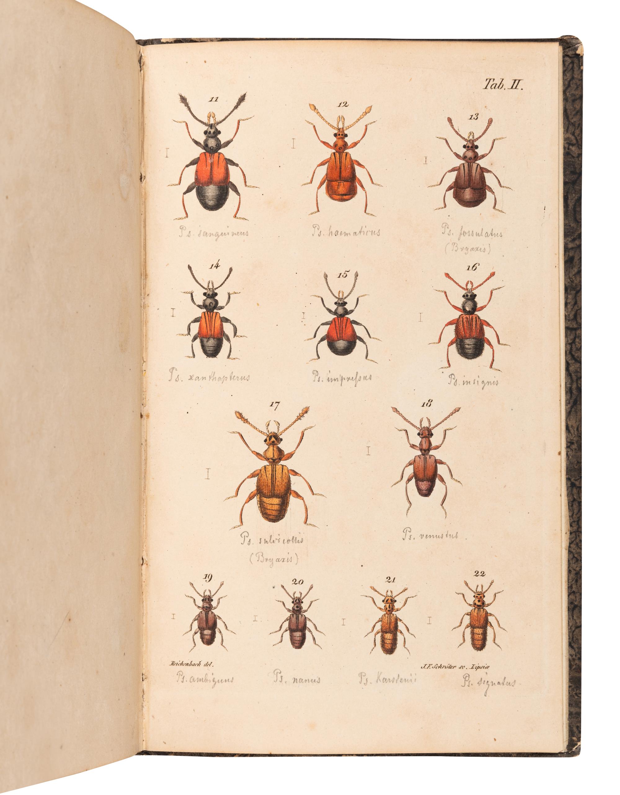 [ENTOMOLOGY & BEETLES]. A group of 47 works, comprising: