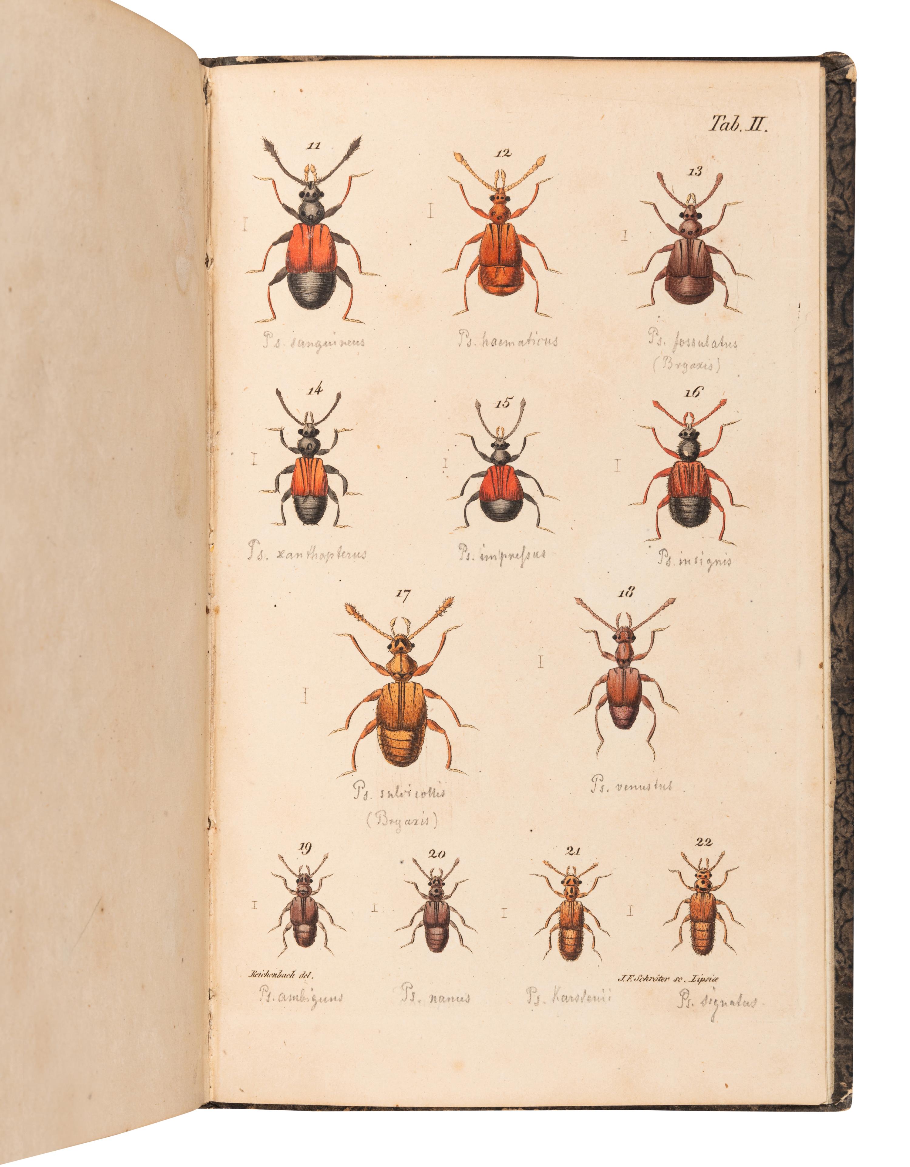 [ENTOMOLOGY & BEETLES]. A group of 47 works, comprising: