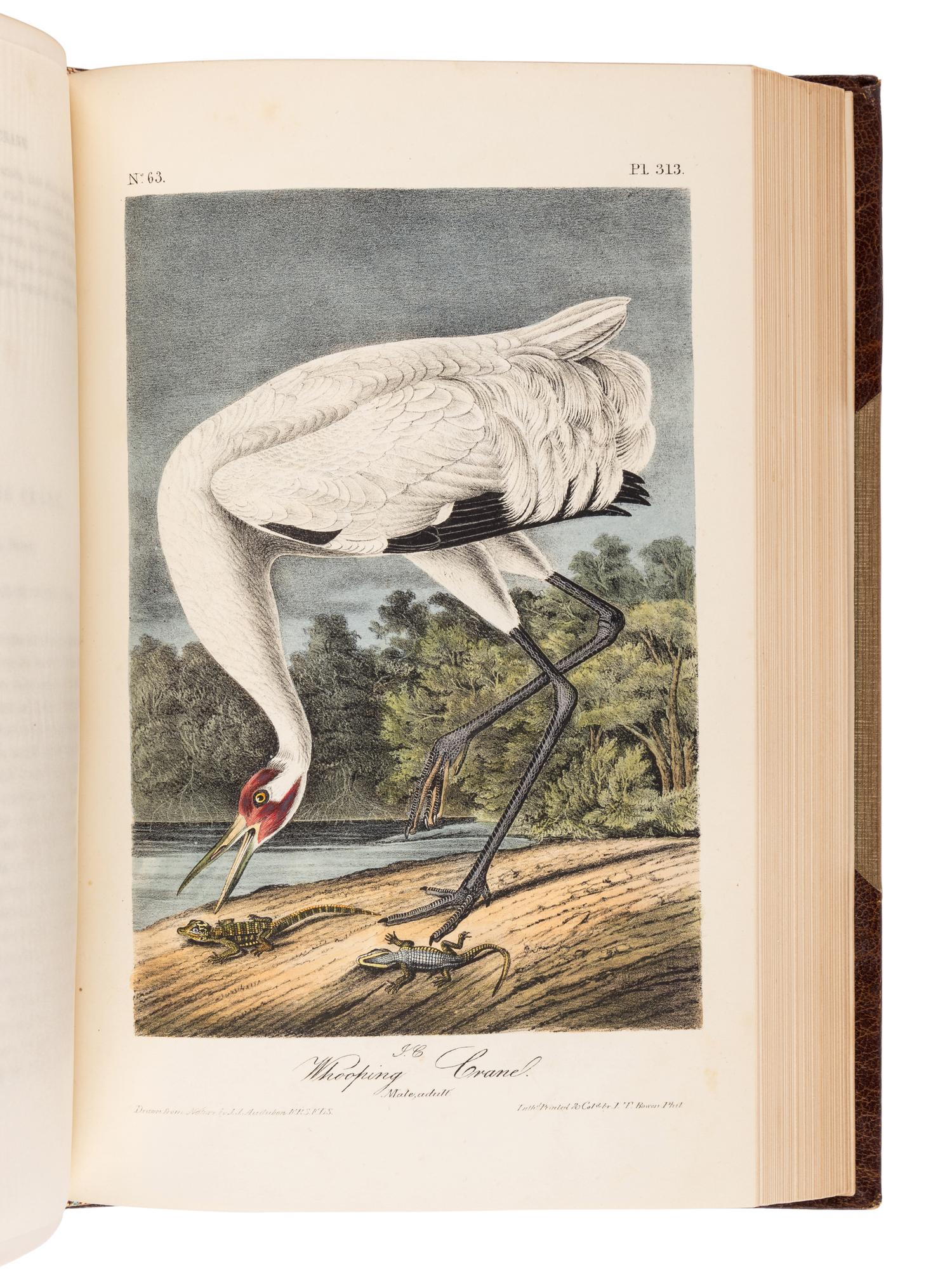AUDUBON, John James (1785-1851). The Birds of America, from Drawings Made in the United States and their Territories . New York and Philadelphia: J.J. Audubon and J.B. Chevalier, [1839-] 1840-1844.