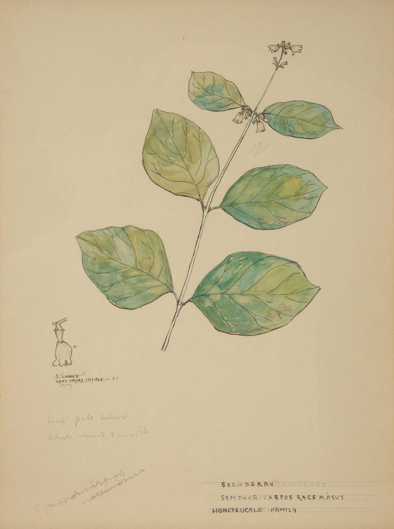 Eighteen Botanical Watercolors