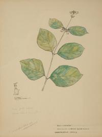 Eighteen Botanical Watercolors