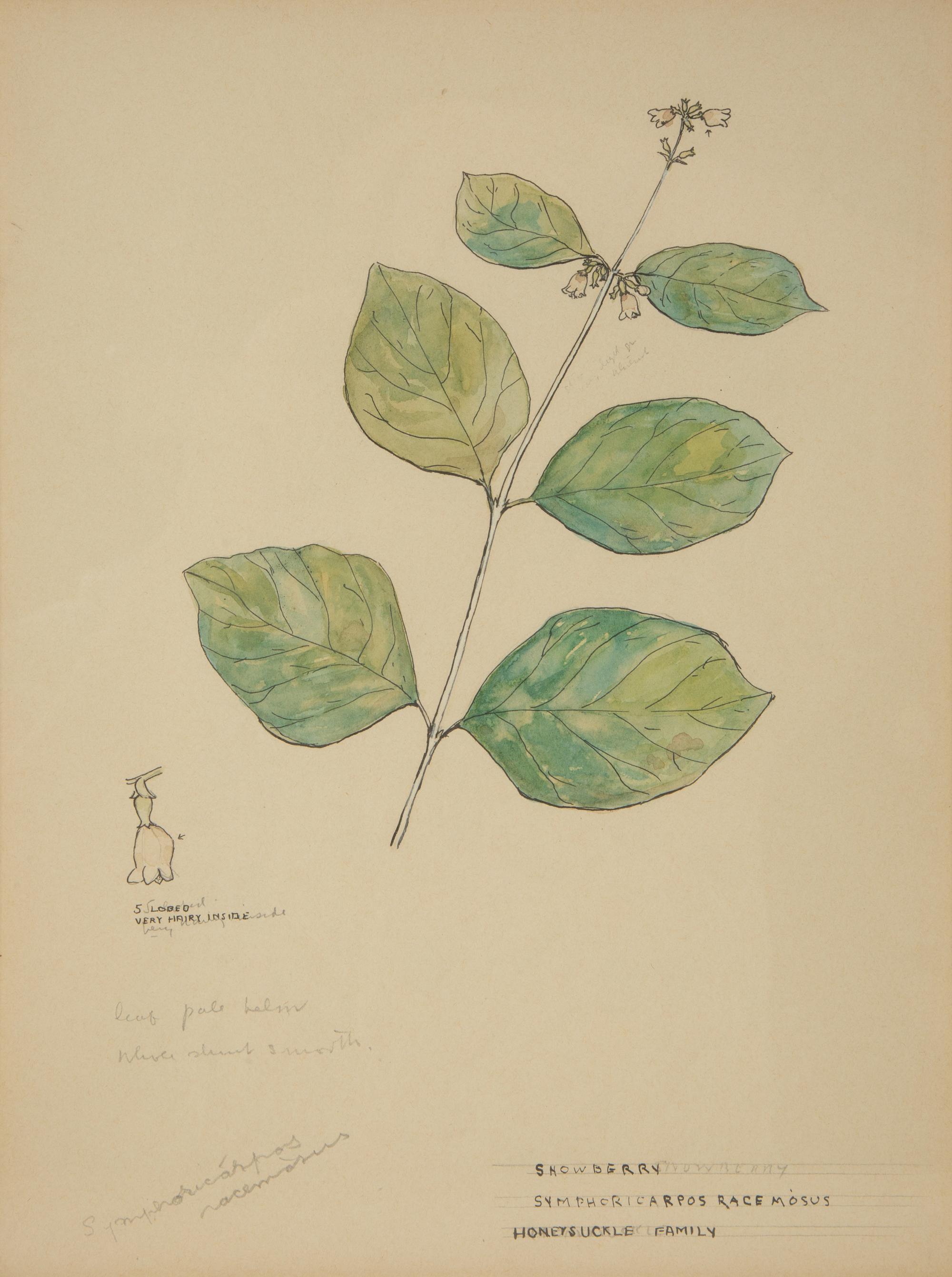 Eighteen Botanical Watercolors