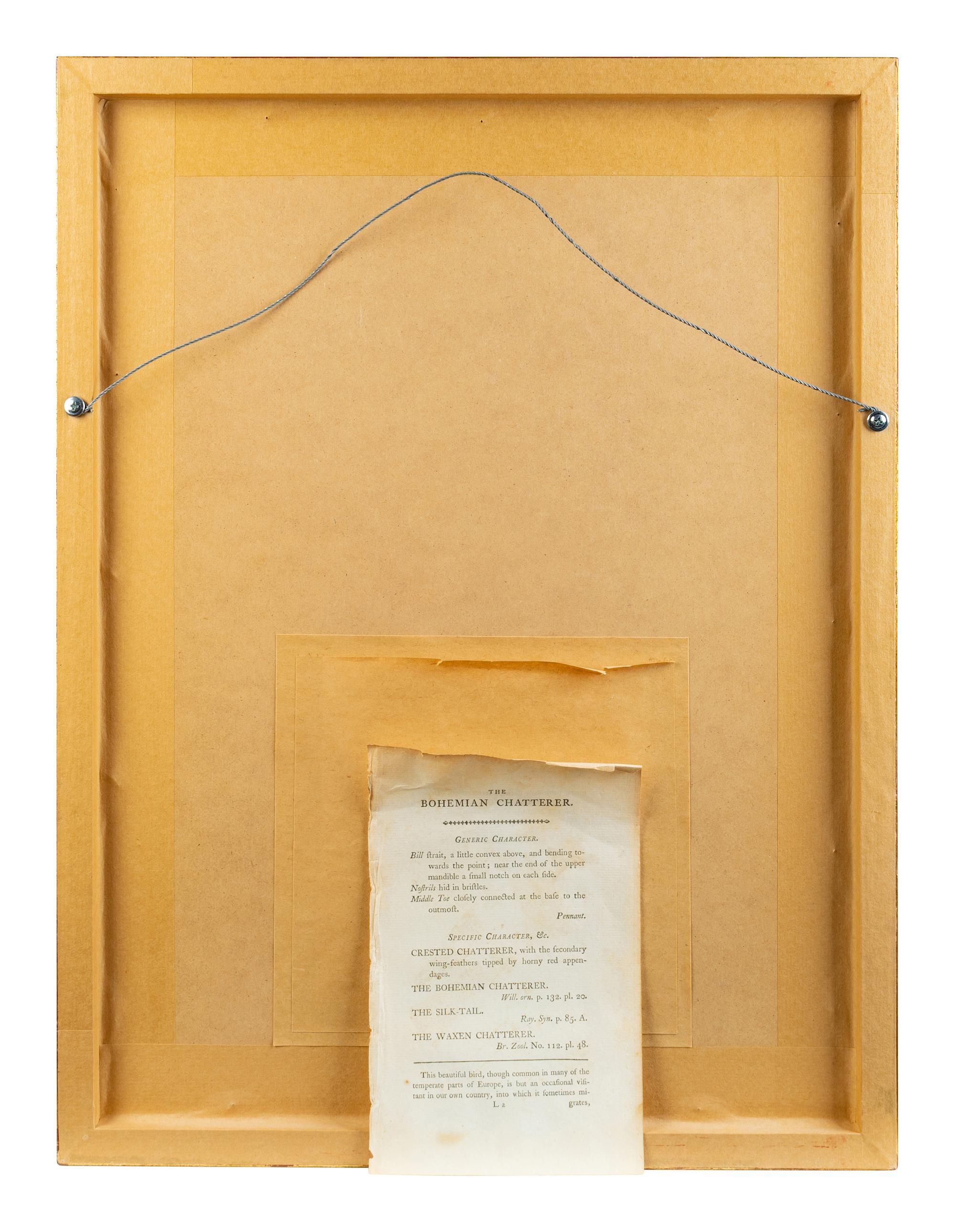 A Set of Four Hand-Colored Orinithological Engravings After Frederick Nodder — 19TH CENTURY