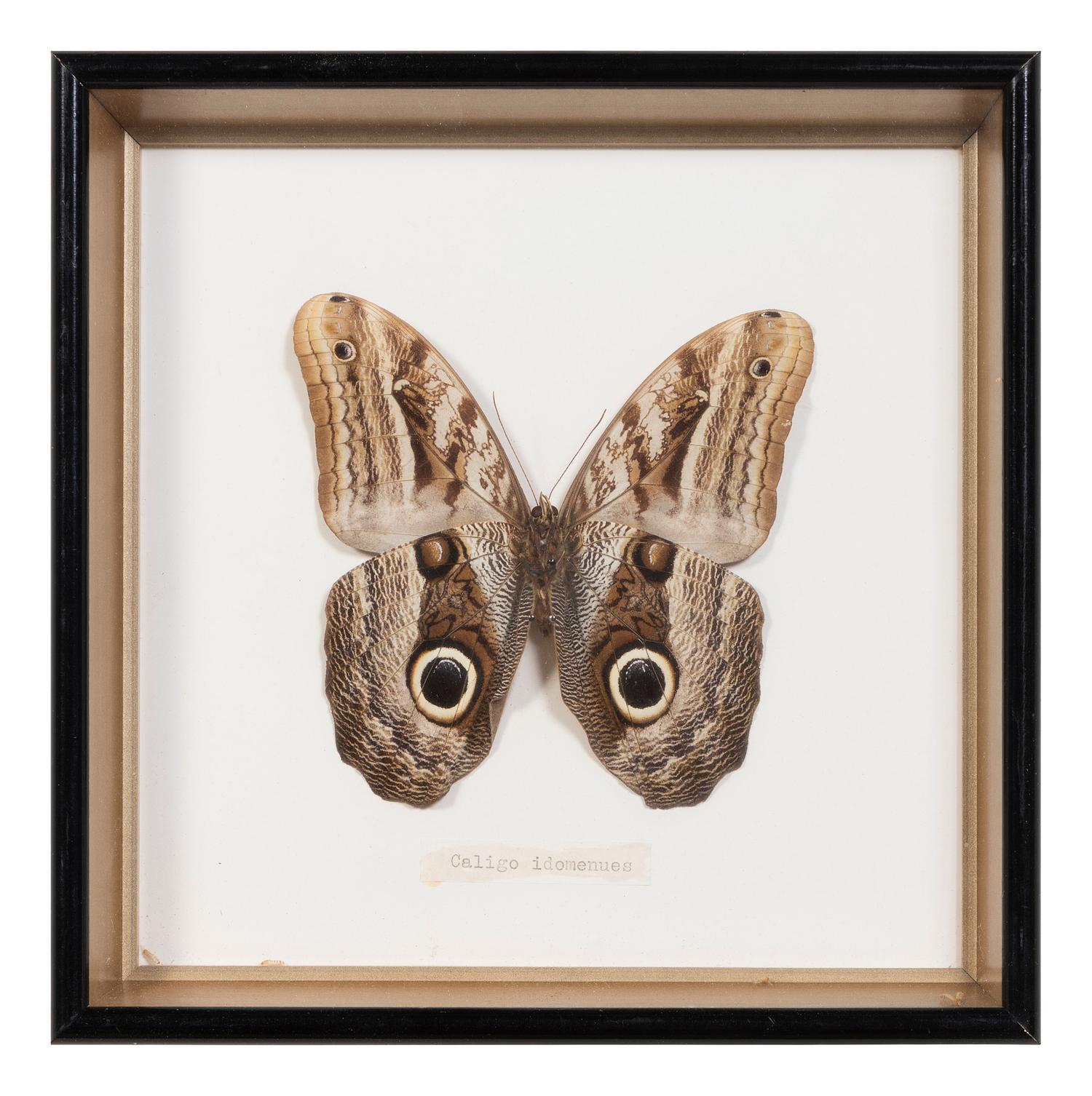 Seven Framed Groups of Lepidopterological Specimens