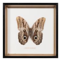Seven Framed Groups of Lepidopterological Specimens