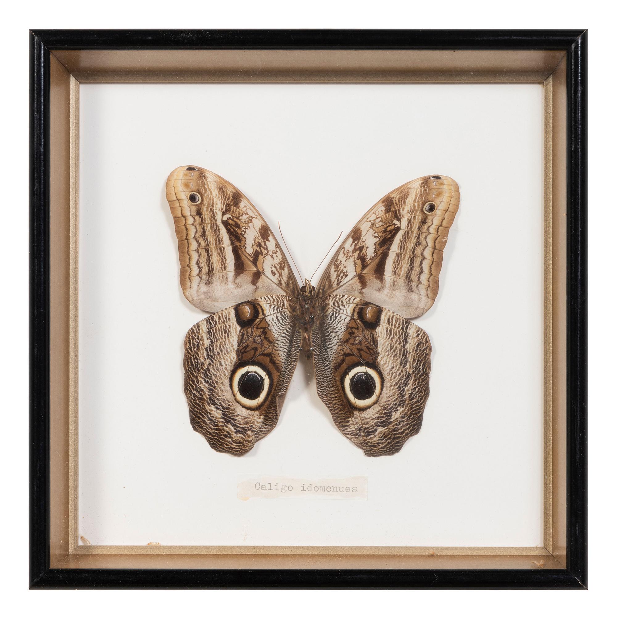 Seven Framed Groups of Lepidopterological Specimens