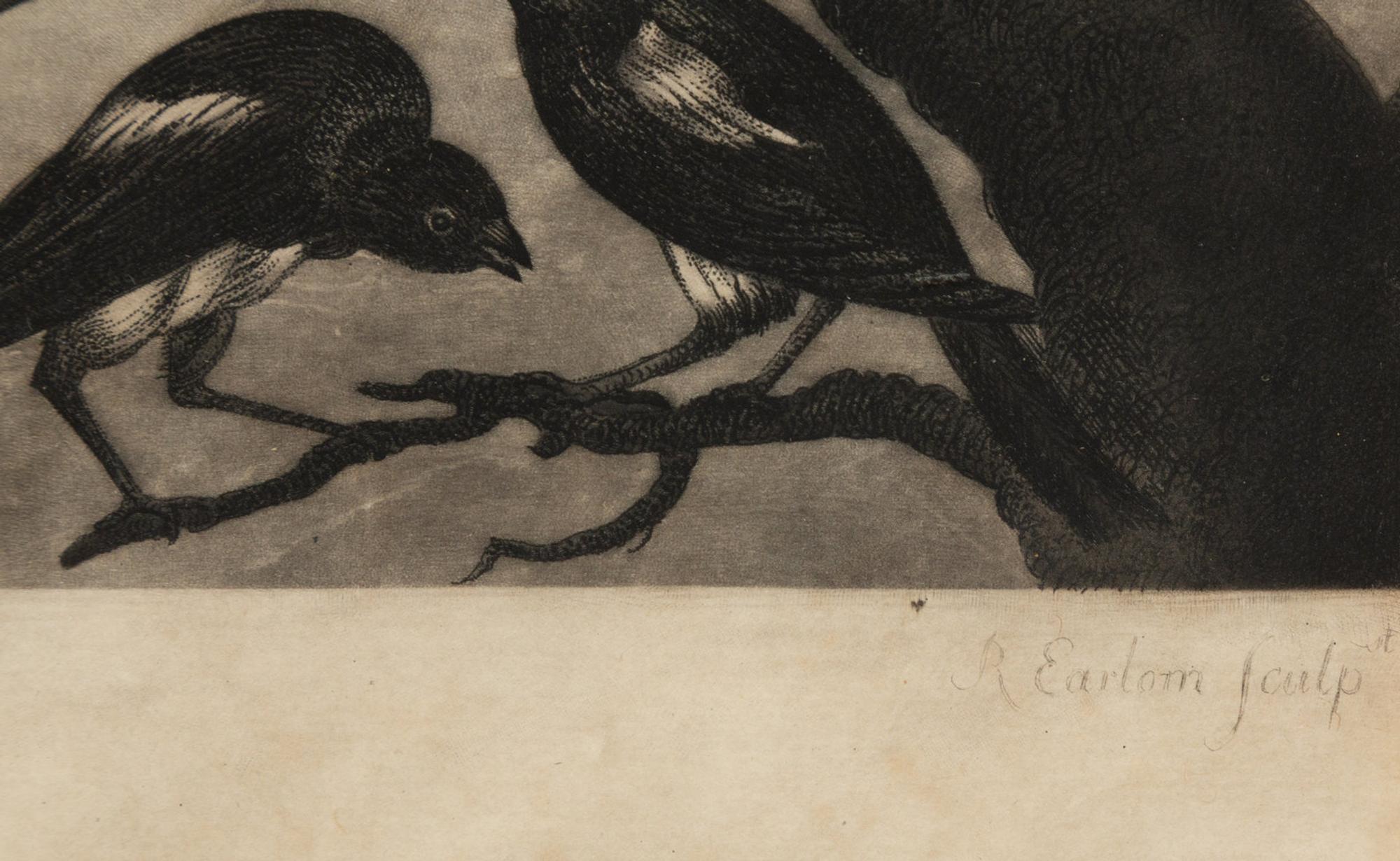 A Concert of Bird s, 1778