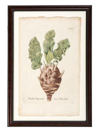 Nine Vegetable Aquatints