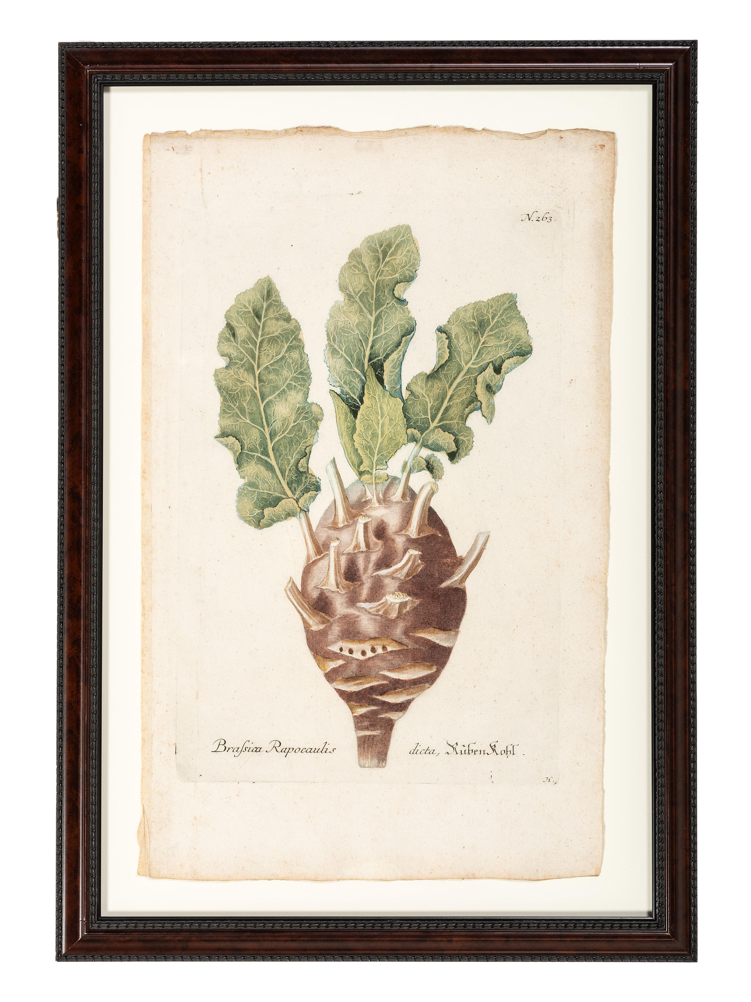 Nine Vegetable Aquatints