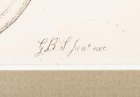 Thirteen Hand-Colored Shell Engravings