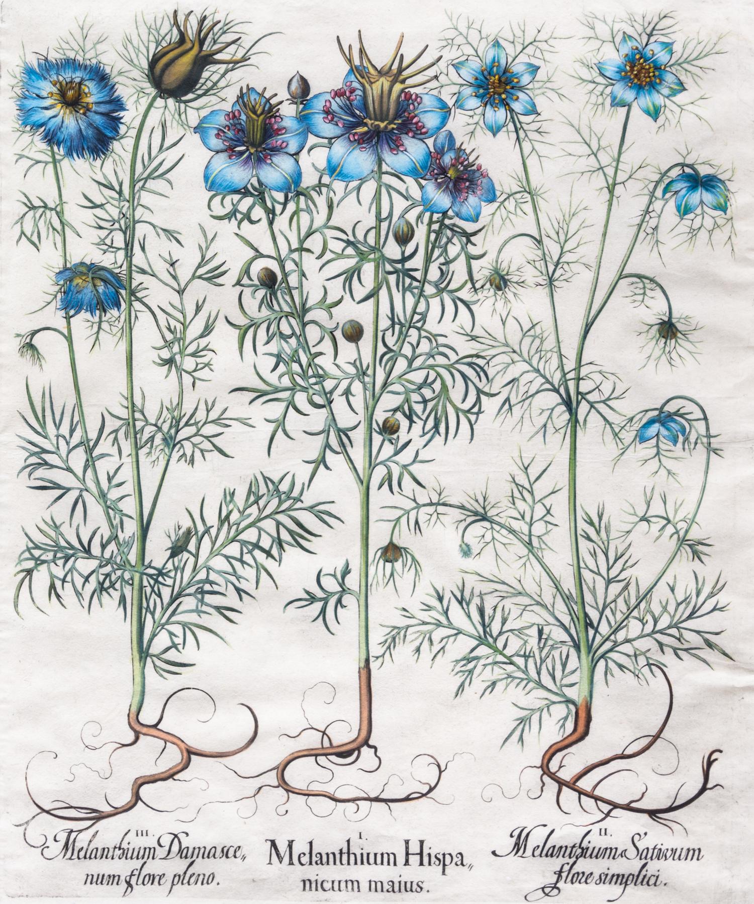 (BESLER, BASILIUS, after). Melanthium Hispanicum maius, etc. Eicstatt Nuremberg, 1613. Hand-colored engraved botanical print.
