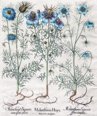 (BESLER, BASILIUS, after). Melanthium Hispanicum maius, etc. Eicstatt Nuremberg, 1613. Hand-colored engraved botanical print.
