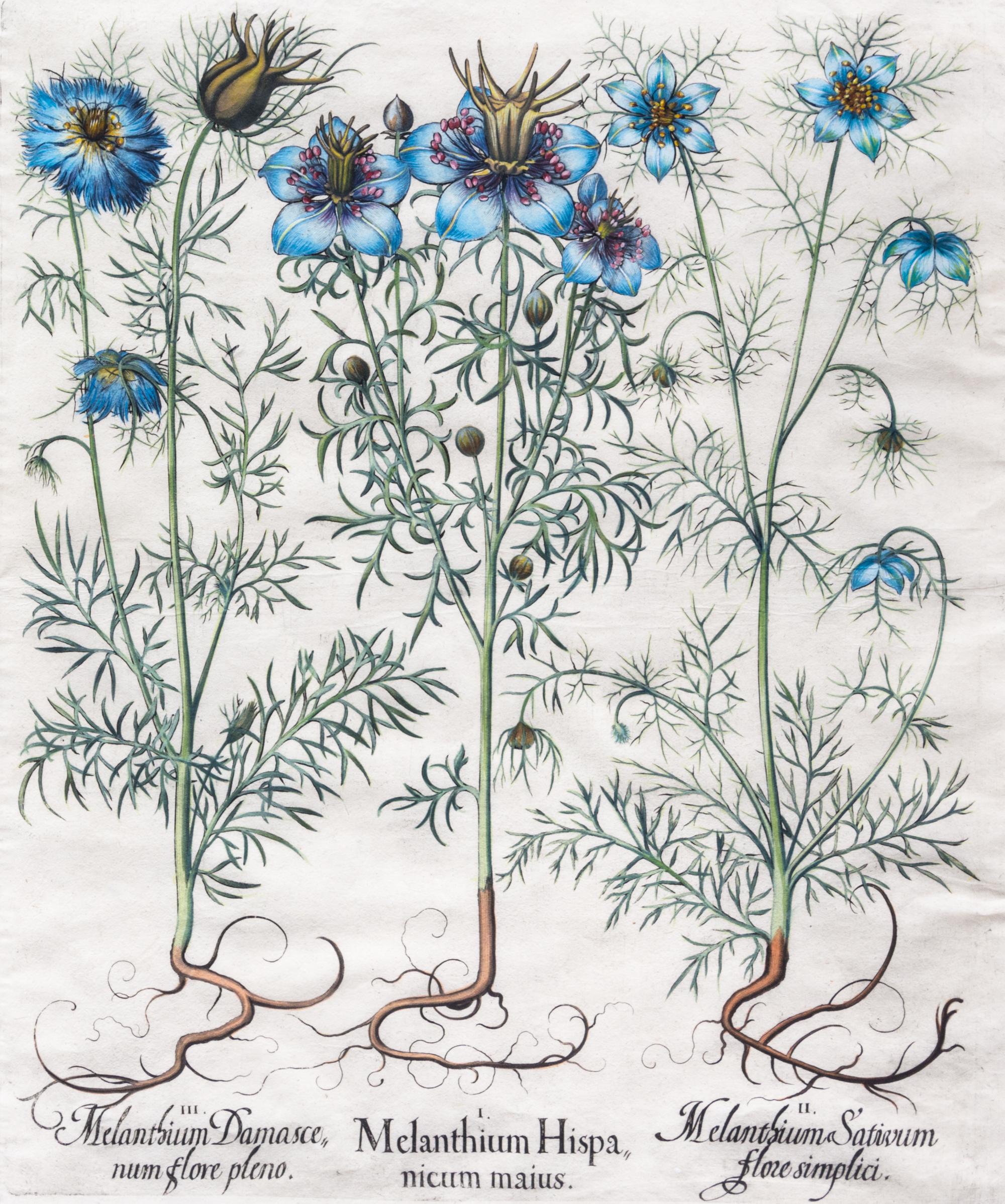 (BESLER, BASILIUS, after). Melanthium Hispanicum maius, etc. Eicstatt Nuremberg, 1613. Hand-colored engraved botanical print.