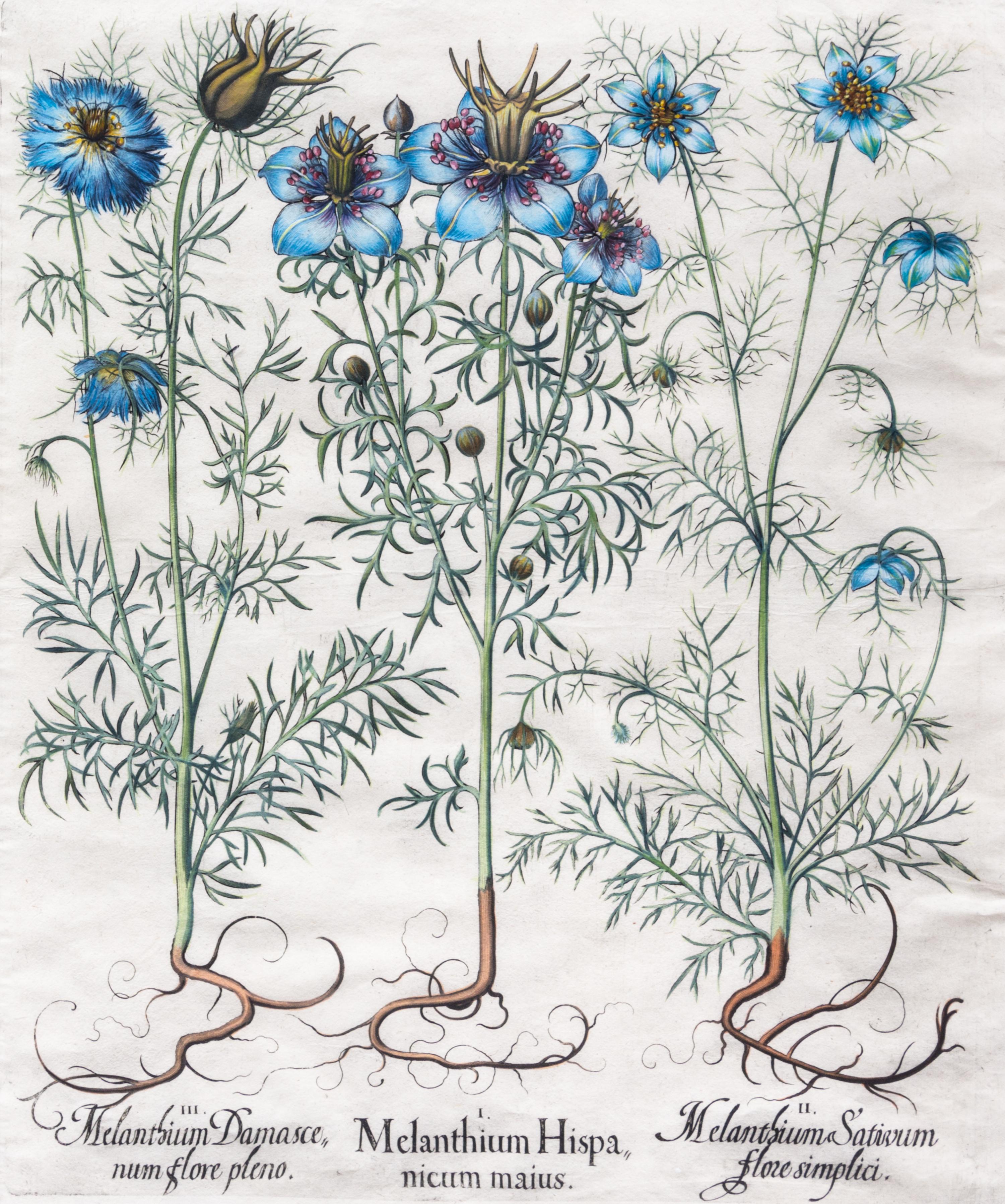 (BESLER, BASILIUS, after). Melanthium Hispanicum maius, etc. Eicstatt Nuremberg, 1613. Hand-colored engraved botanical print.