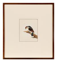 Six Bird Portraits