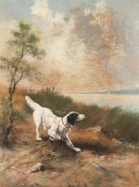 Spaniel