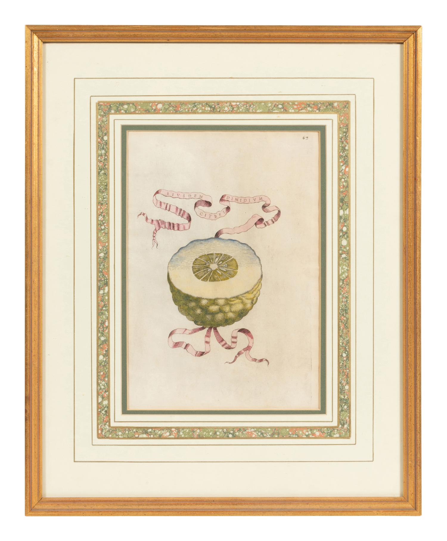 Three Hand Colored Citrus Fruit Engravings