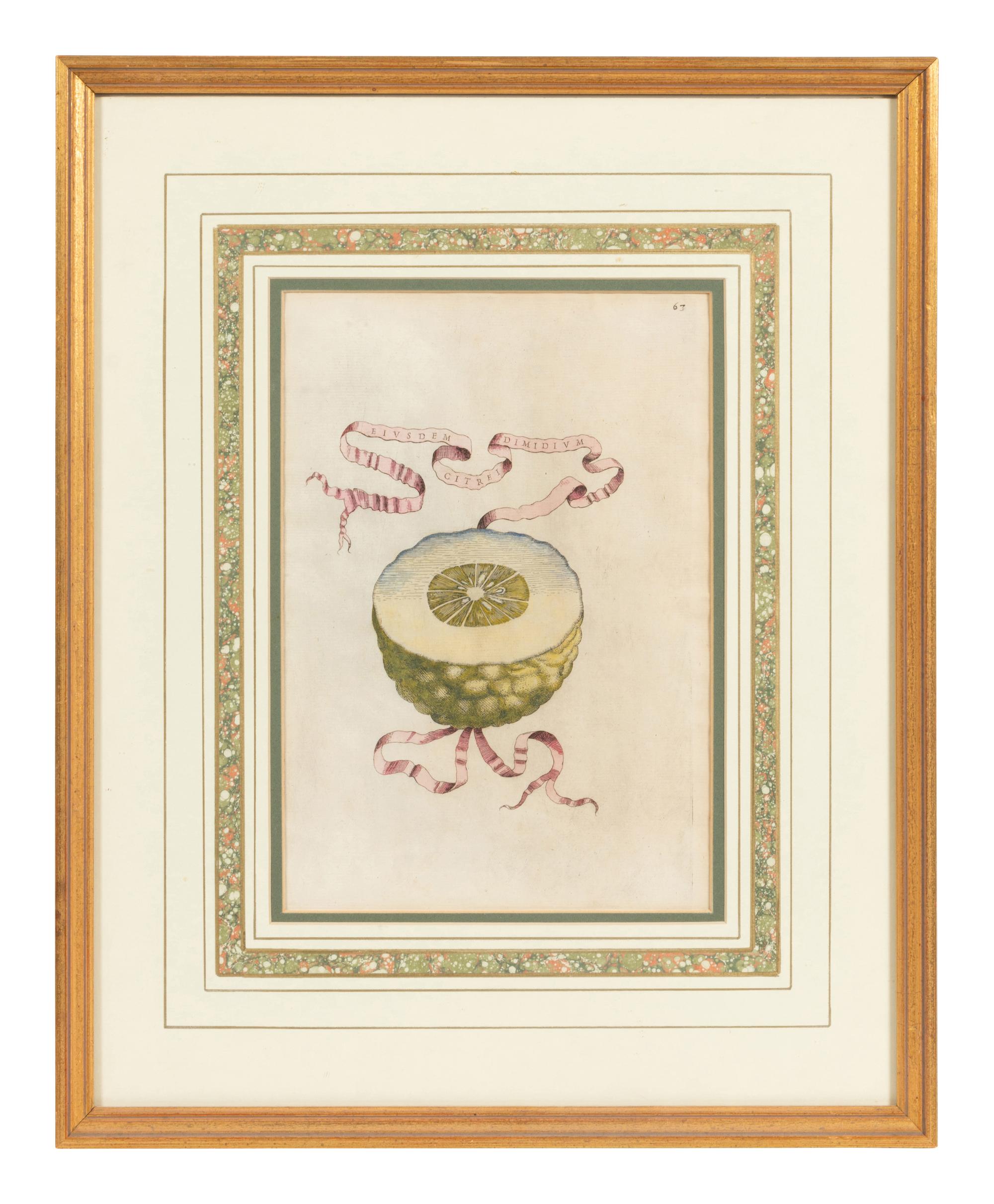 Three Hand Colored Citrus Fruit Engravings