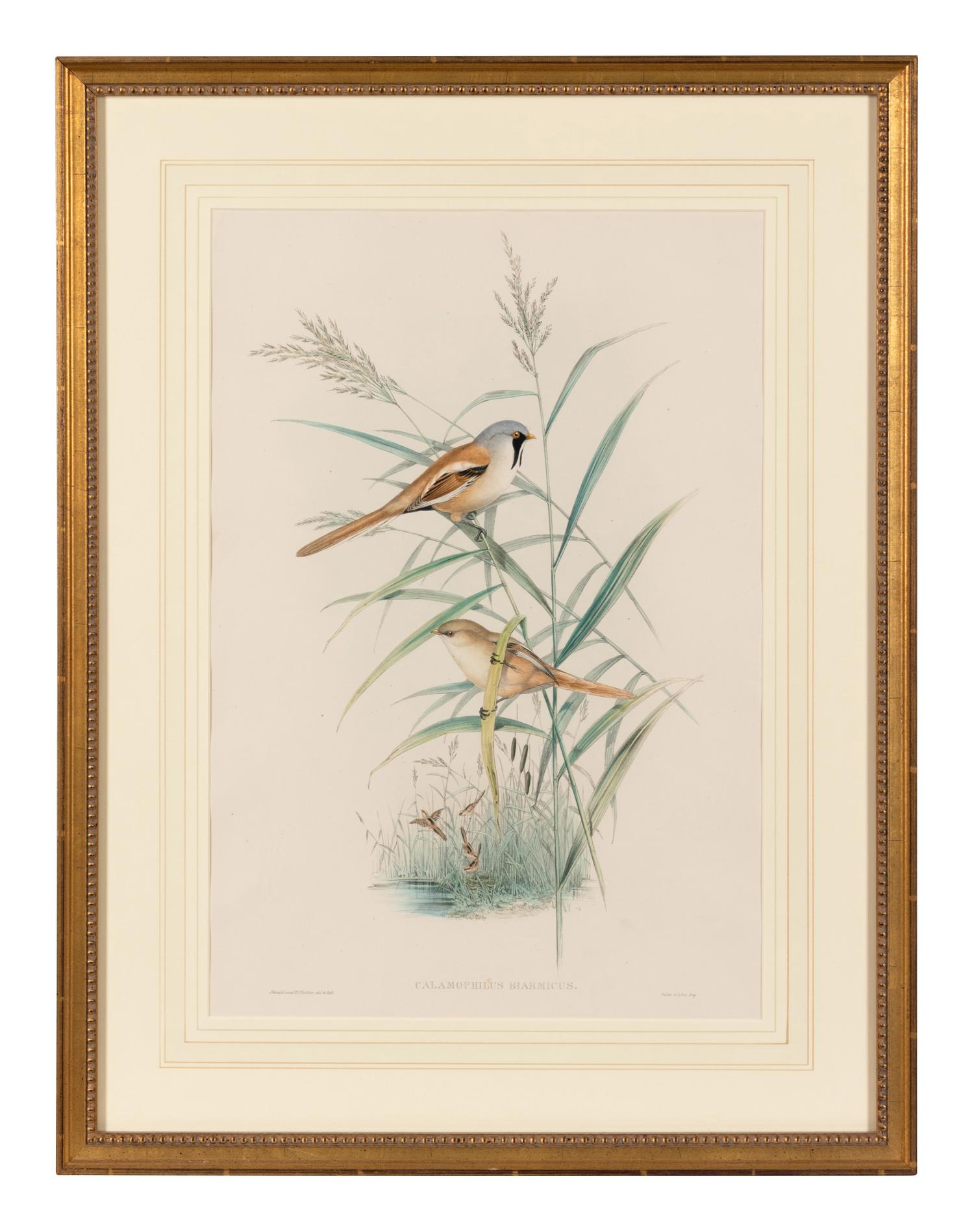 [GOULD]. Calamophilus Biarmicus. -- Aedon Galactodes. -- Together, 2 prints, each matted and framed.
