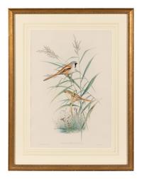 [GOULD]. Calamophilus Biarmicus. -- Aedon Galactodes. -- Together, 2 prints, each matted and framed.