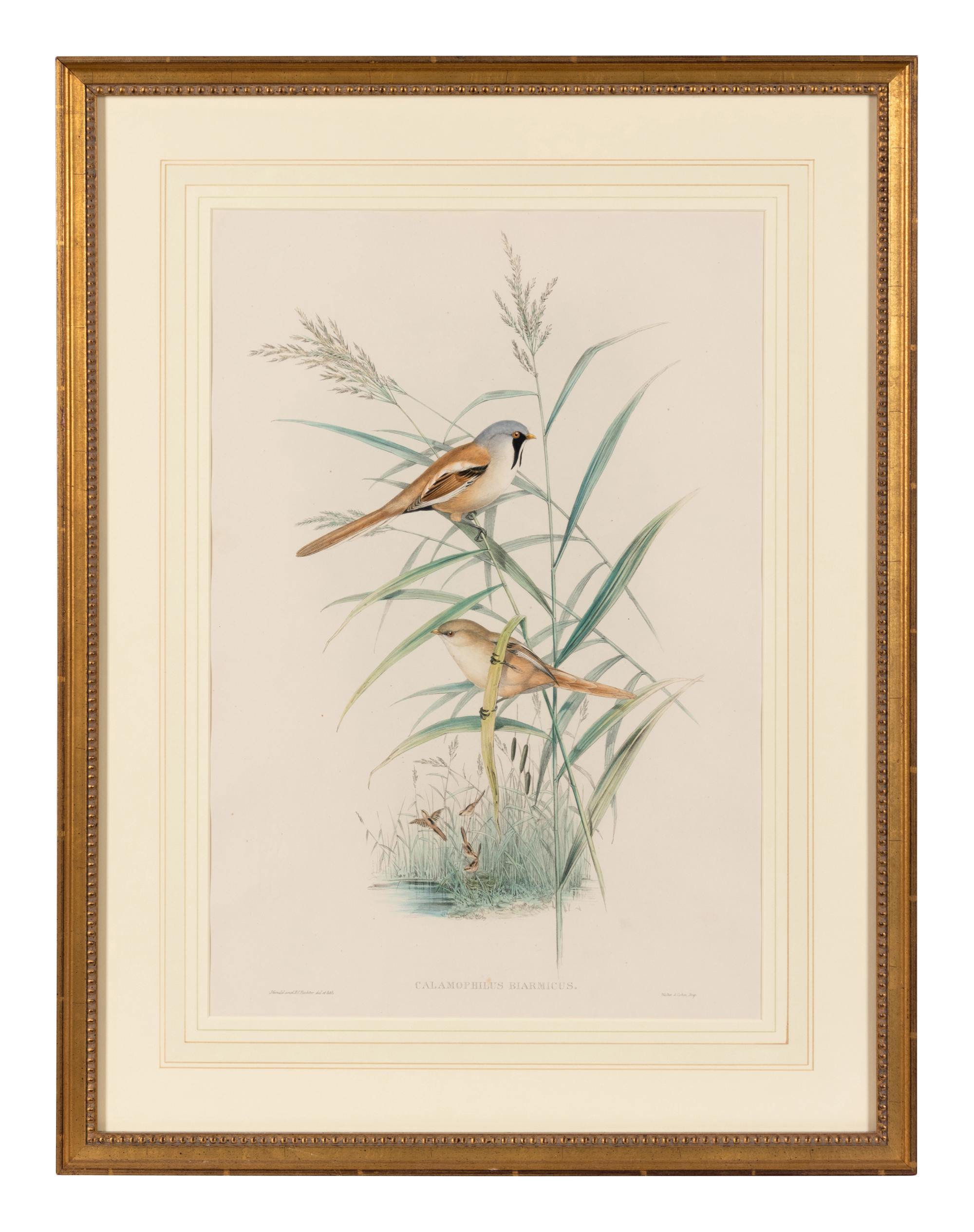 [GOULD]. Calamophilus Biarmicus. -- Aedon Galactodes. -- Together, 2 prints, each matted and framed.