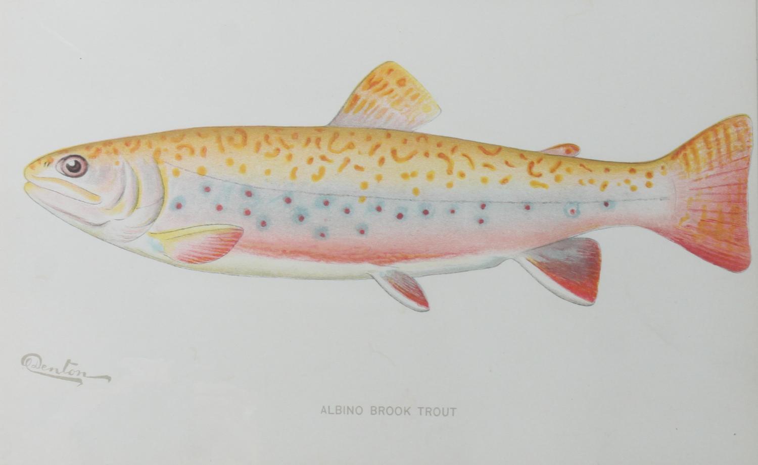 Six Chromolithograph Trout Prints, S. F. Benton Height 7 x with 11 inches — LATE 18TH CENTURY