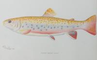 Six Chromolithograph Trout Prints, S. F. Benton Height 7 x with 11 inches — LATE 18TH CENTURY