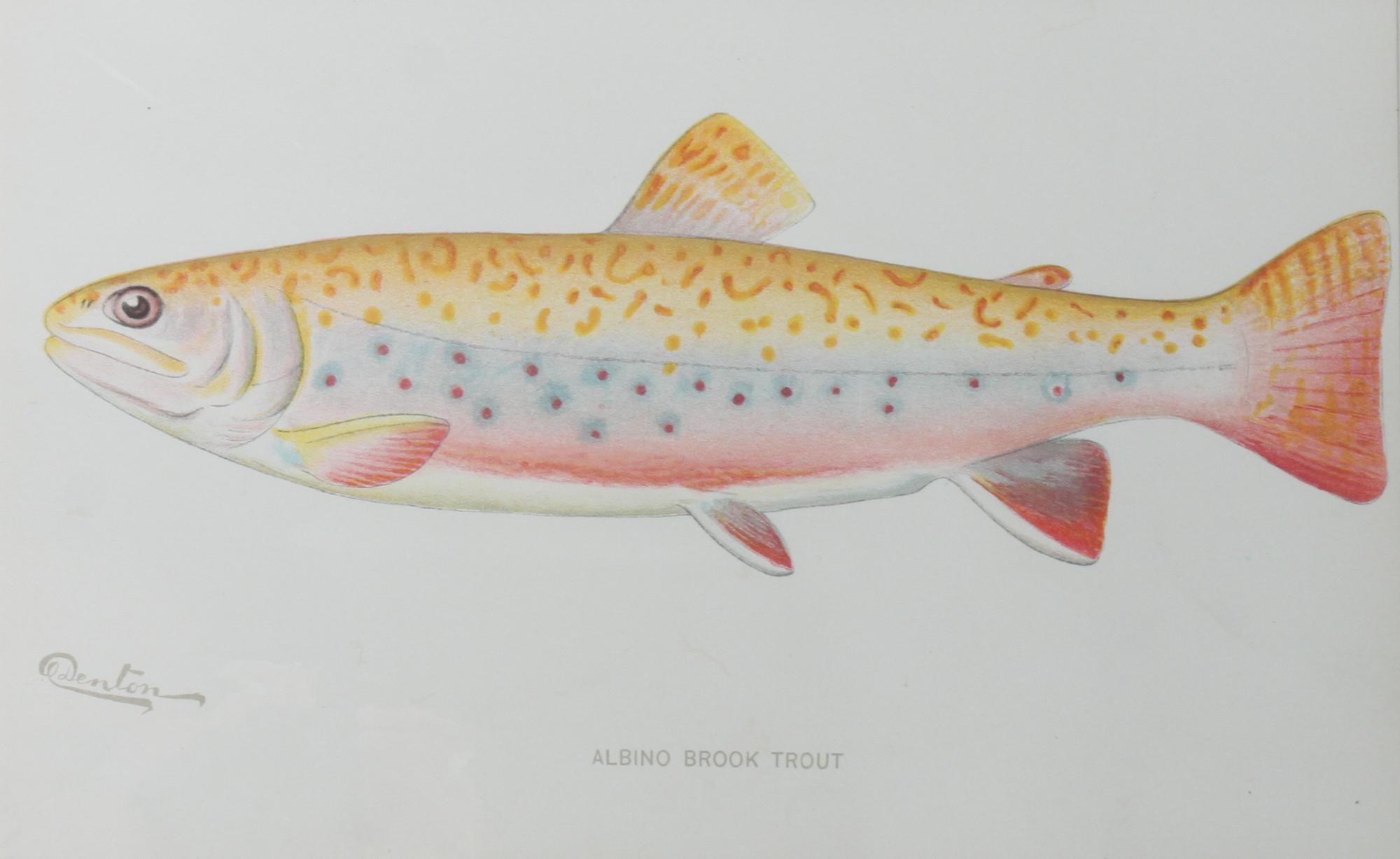 Six Chromolithograph Trout Prints, S. F. Benton Height 7 x with 11 inches — LATE 18TH CENTURY